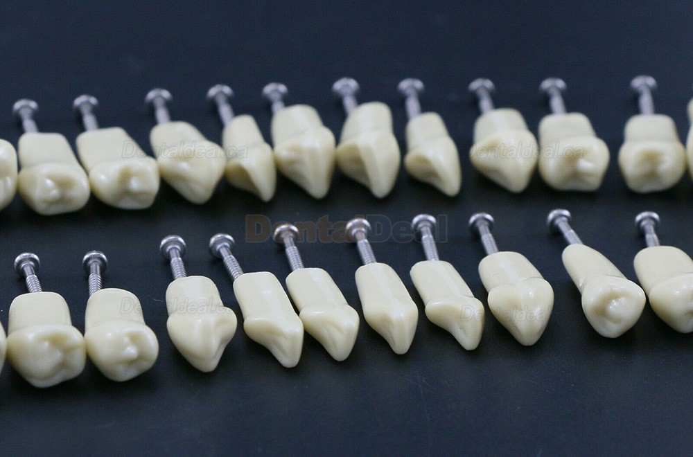 Dental Typodont M8021/M8022 28/32Pcs Replacement Teeth Fit Frasaco AG3/ANA-4